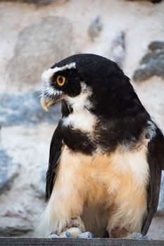 Spectacled owl on its perch