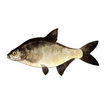 Bream, isolated raster illustration in watercolor style on a white background.