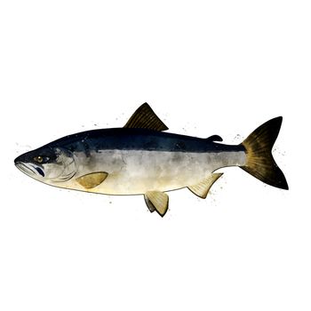 Chum Salmon, isolated raster illustration in watercolor style on a white background.