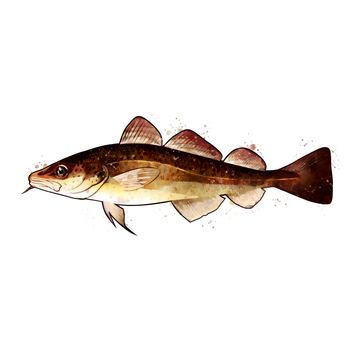 Codfish, isolated raster illustration in watercolor style on a white background.