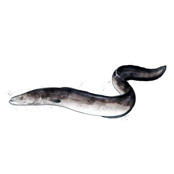 Eel, isolated raster illustration in watercolor style on a white background.