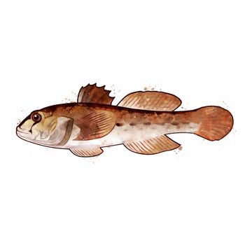 Goby, isolated raster illustration in watercolor style on a white background.