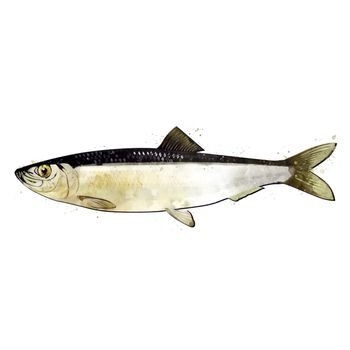 Herring, isolated raster illustration in watercolor style on a white background.