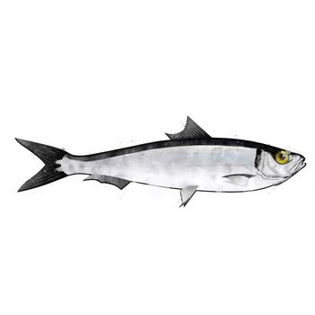 Sardine, isolated raster illustration in watercolor style on a white background.