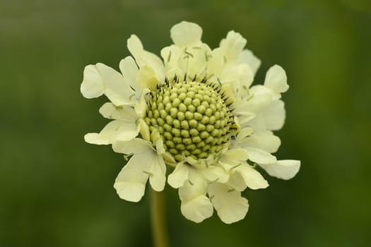 Giant scabious - Latin name - Cephalaria gigantea