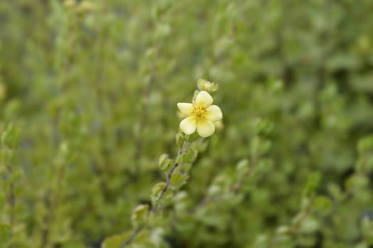 Yellow Shrubby Cinquefoil flower - Latin name - Potentilla fruticosa