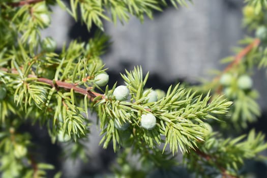 Shore Juniper Schlager branch - Latin name - Juniperus conferta Schlager