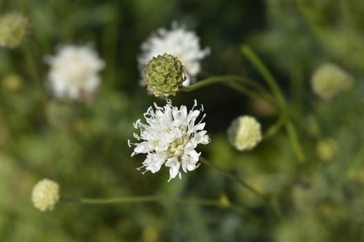 White scabious flower - Latin name - Cephalaria leucantha