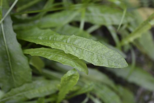 Bulbous dandelion leaves - Latin name - Leontodon tuberosus