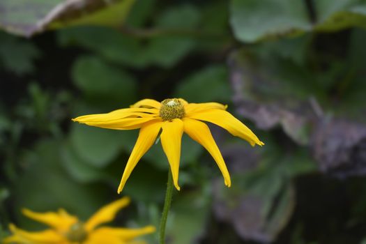 Gloriosa Daisy Irish Eyes - Latin name - Rudbeckia hirta Irish Eyes