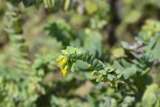 Smooth honeywort - Latin name - Cerinthe glabra