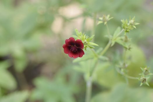 Dark Crimson Cinquefoil flower - Latin name - Potentilla atrosanguinea