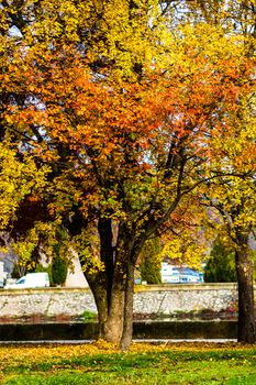 Autumn season with fallen leaves in autumn colorful park alley. Colorful trees and fallen leaves in autumn park. Beautiful autumn path on a sunny day.