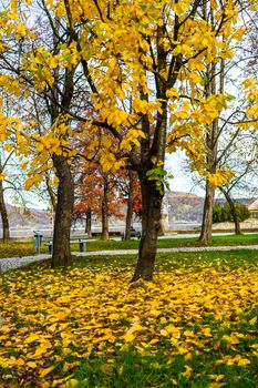 Autumn season with fallen leaves in autumn colorful park alley. Colorful trees and fallen leaves in autumn park. Beautiful autumn path on a sunny day.