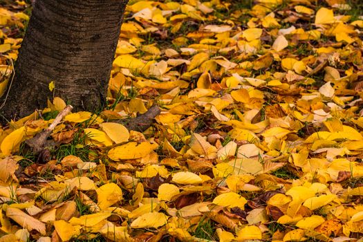 Autumn season with fallen leaves in autumn colorful park alley. Colorful trees and fallen leaves in autumn park. Beautiful autumn path on a sunny day.