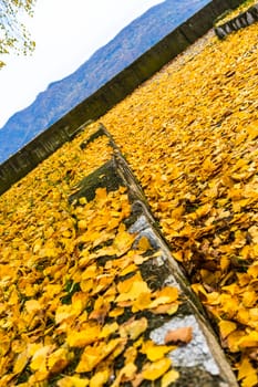 Autumn season. Colorful fallen leaves in park. Beautiful autumn path.