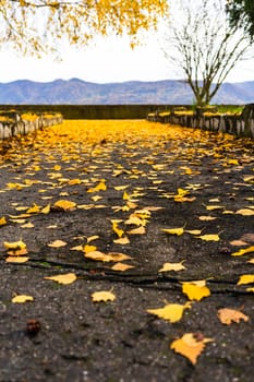 Autumn season. Colorful fallen leaves in park. Beautiful autumn path.