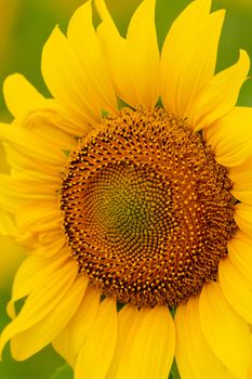 Sunflower blooming close-up photo. harvest and agriculture in summer season