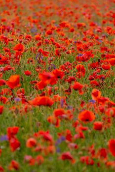 Poppy flowers field at sunset or sunrise. Agriculture and natural background