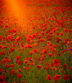 Poppy flowers field at sunset or sunrise. Agriculture and natural background