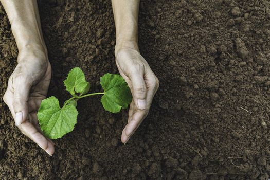 Hand protecting a green young plant with growing in the soil on blurred background.