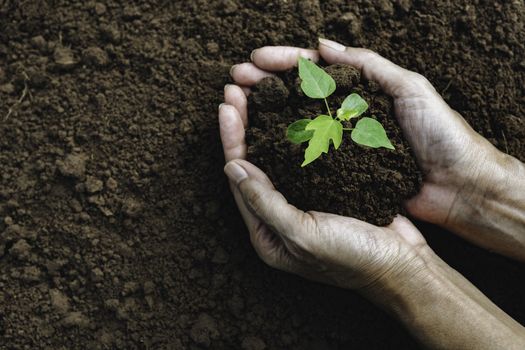 Hand holding a green and small plant. Green fresh plants on nature background.