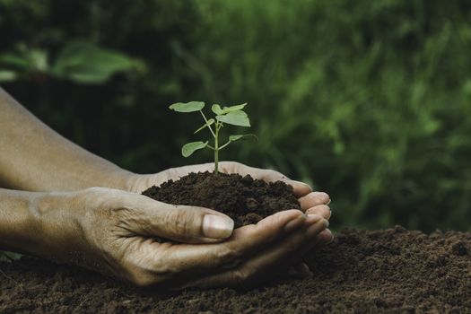 Hand holding a green and small plant. Green fresh plants on nature background.