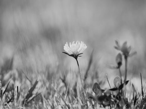 Blossoming flower and red clover Trifolium pratense flower on green leaves background on meadow in spring with shallow focus. Black and white photo