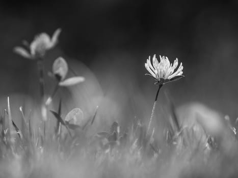 Nature plant flower clover. Texture of a blooming wild flower clover. Image of field red flower clover. Black and white photo