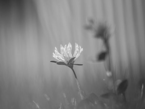 Clover blossom flowers on the green grass meadow. Black and white photo