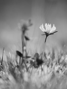 Light  red clover flower surrounded by grass straws. Black and white photo