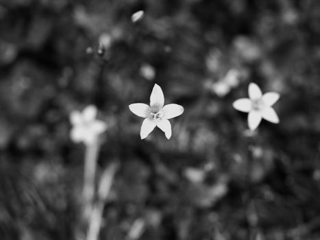 Three blooming campanula patula or spreading bellflower, soft focus. Abstract black and white photo