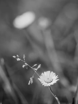 Beautiful summer meadow with small daisy flowers with white petal and sunny lights. Artistic black and white photo