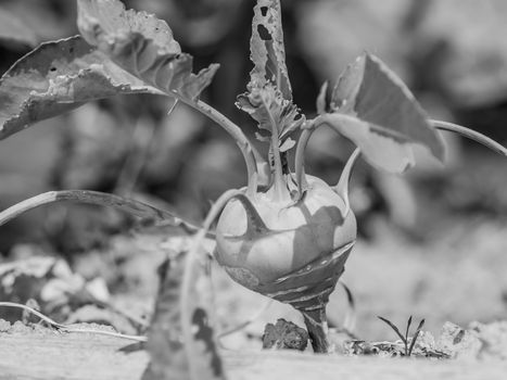 Ripe kohlrabi cabbage on the garden bed close-up in sunlight at sunny morning. Black and white photo