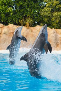 two dancing dolphins in blue water