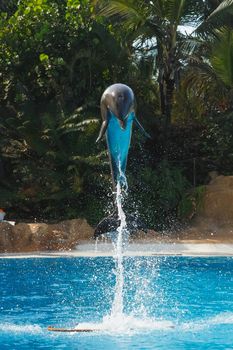 jumping dolphin in blue water