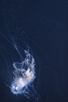 sea nettle jellyfish with long tails