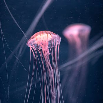 glowing jellyfish chrysaora pacifica underwater