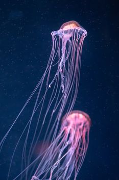 glowing jellyfish chrysaora pacifica underwater