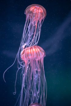 glowing jellyfish chrysaora pacifica underwater