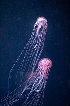 glowing jellyfish chrysaora pacifica underwater