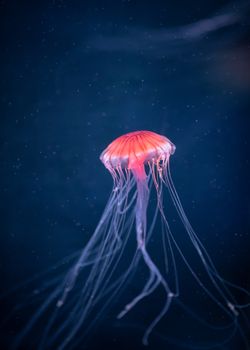 glowing jellyfish chrysaora pacifica underwater