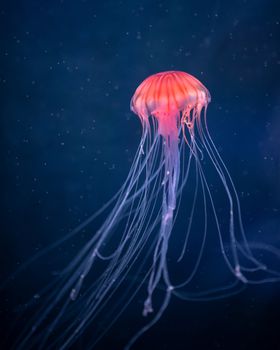 glowing jellyfish chrysaora pacifica underwater