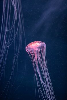 glowing jellyfish chrysaora pacifica underwater