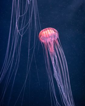 glowing jellyfish chrysaora pacifica underwater