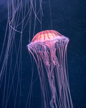 glowing jellyfish chrysaora pacifica underwater