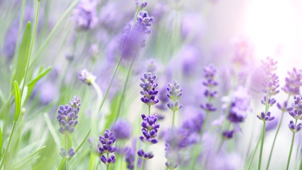 Bright and colorful of violet lavender flower blooming and fragrance with sunlight outdoor.