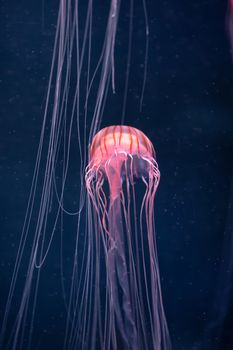 glowing jellyfish chrysaora pacifica underwater