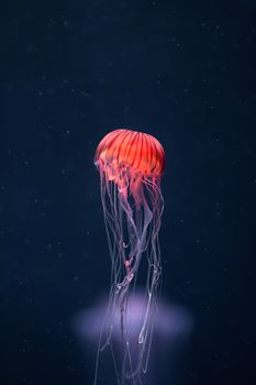 glowing jellyfish chrysaora pacifica underwater