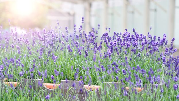 Bright and colorful of violet lavender flower blooming and fragrance with sunlight outdoor.